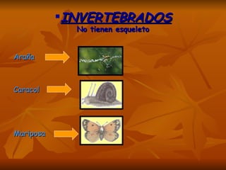 INVERTEBRADOS No tienen esqueleto Araña  Caracol Mariposa 