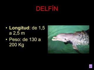 DELFÍN Longitud : de 1,5 a 2,5 m Peso: de 130 a 200 Kg