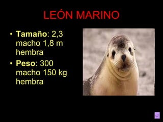 LEÓN MARINO Tamaño : 2,3 macho 1,8 m hembra Peso : 300 macho 150 kg hembra