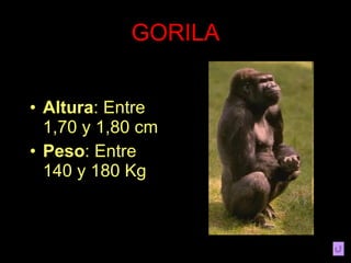 GORILA Altura : Entre 1,70 y 1,80 cm Peso : Entre 140 y 180 Kg
