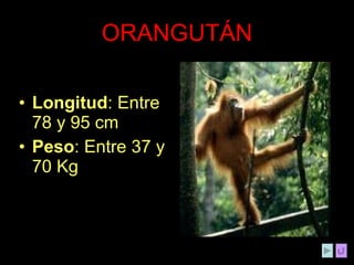 ORANGUTÁN Longitud : Entre 78 y 95 cm Peso : Entre 37 y 70 Kg