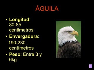 ÁGUILA Longitud : 80-85 centimetros Envergadura : 190-230 centímetros Peso : Entre 3 y 6kg