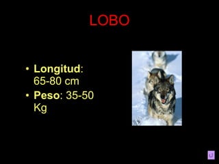 LOBO Longitud : 65-80 cm Peso : 35-50 Kg