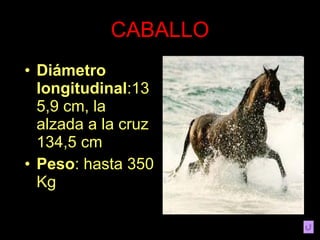CABALLO Diámetro longitudinal :135,9 cm, la alzada a la cruz 134,5 cm Peso : hasta 350 Kg