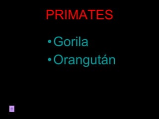 PRIMATES Gorila Orangután
