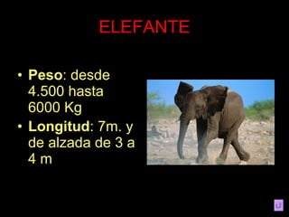 ELEFANTE Peso : desde 4.500 hasta 6000 Kg Longitud : 7m. y de alzada de 3 a 4 m