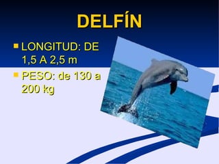DELFÍN LONGITUD: DE 1,5 A 2,5 m PESO: de 130 a 200 kg