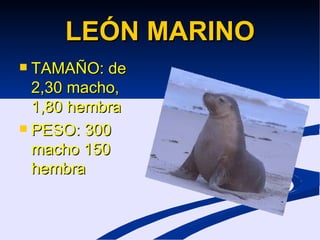 LEÓN MARINO TAMAÑO: de 2,30 macho, 1,80 hembra PESO: 300 macho 150 hembra
