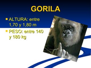 GORILA ALTURA: entre 1,70 y 1,80 m PESO: entre 140 y 180 kg