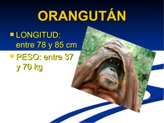 ORANGUTÁN LONGITUD: entre 78 y 85 cm PESO: entre 37 y 70 kg