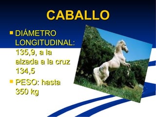 CABALLO DIÁMETRO LONGITUDINAL:135,9, a la alzada a la cruz 134,5 PESO: hasta 350 kg