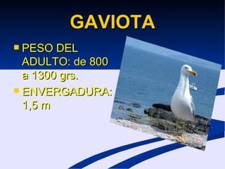 GAVIOTA PESO DEL ADULTO: de 800 a 1300 grs. ENVERGADURA: 1,5 m 
