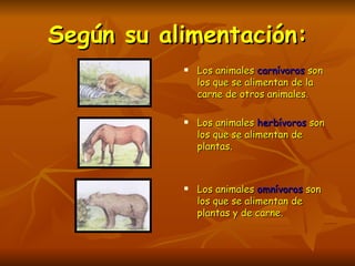 Según su alimentación: Los animales  carnívoros  son los que se alimentan de la carne de otros animales. Los animales  herbívoros  son los que se alimentan de plantas. Los animales  omnívoros  son los que se alimentan de plantas y de carne. 
