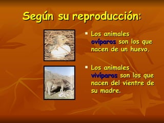 Según su   reproducción : Los animales  ovíparos  son los que nacen de un huevo. Los animales  vivíparos  son los que nacen del vientre de su madre . 