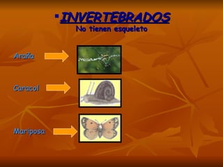 INVERTEBRADOS No tienen esqueleto Araña  Caracol Mariposa 