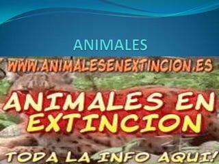 ANIMALES 