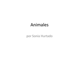 Animales por Sonia Hurtado 