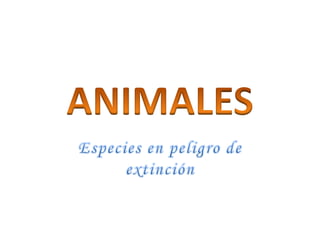 ANIMALES Especies en peligro de extinción 