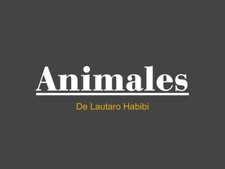 Animales De Lautaro Habibi 
