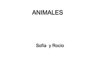 ANIMALES Sofía  y Rocío 