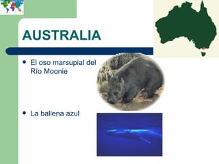 AUSTRALIA El oso marsupial del Río Moonie La ballena azul 