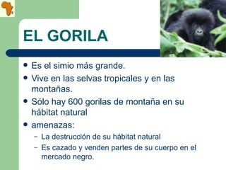 EL GORILA Es el simio más grande. Vive en las selvas tropicales y en las montañas. Sólo hay 600 gorilas de montaña en su hábitat natural amenazas: La destrucción de su hábitat natural Es cazado y venden partes de su cuerpo en el mercado negro. 