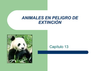 ANIMALES EN PELIGRO DE EXTINCIÓN Capítulo 13 