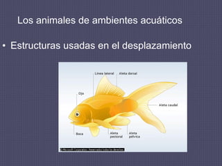Los animales de ambientes acuáticos Estructuras usadas en el desplazamiento                                                                                       