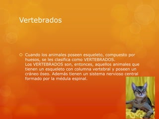 Vertebrados Cuando los animales poseen esqueleto, compuesto por huesos, se les clasifica como VERTEBRADOS.Los VERTEBRADOS son, entonces, aquellos animales que tienen un esqueleto con columna vertebral y poseen un cráneo óseo. Además tienen un sistema nervioso central formado por la médula espinal.