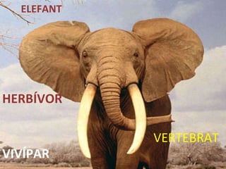 VERTEBRAT HERBÍVOR VIVÍPAR ELEFANT 