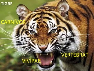 VERTEBRAT CARNÍVOR VIVÍPAR TIGRE 