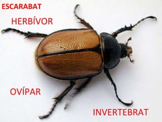 INVERTEBRAT HERBÍVOR OVÍPAR ESCARABAT 
