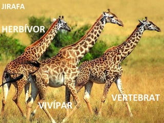 VERTEBRAT HERBÍVOR VIVÍPAR JIRAFA 