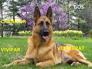 VERTEBRAT CARNÍVOR VIVÍPAR GOS 