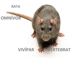 VERTEBRAT OMNÍVOR VIVÍPAR RATA 