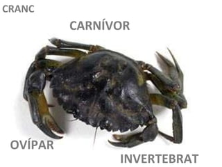 INVERTEBRAT CARNÍVOR OVÍPAR CRANC 