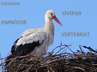 VERTEBRAT OMNÍVOR OVÍPAR CIGONYA 