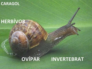 INVERTEBRAT HERBÍVOR OVÍPAR CARAGOL 