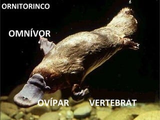 VERTEBRAT OMNÍVOR OVÍPAR ORNITORINCO 