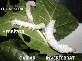 INVERTEBRAT HERBÍVOR OVÍPAR CUC DE SEDA 