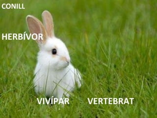 VERTEBRAT HERBÍVOR VIVÍPAR CONILL 