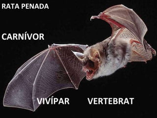VERTEBRAT CARNÍVOR VIVÍPAR RATA PENADA 