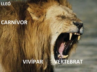 VERTEBRAT VIVÍPAR CARNÍVOR LLEÓ 