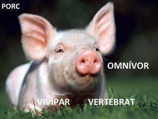 VERTEBRAT OMNÍVOR VIVÍPAR PORC 