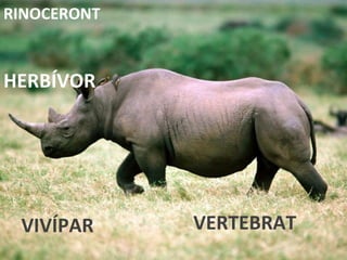 VERTEBRAT HERBÍVOR VIVÍPAR RINOCERONT 