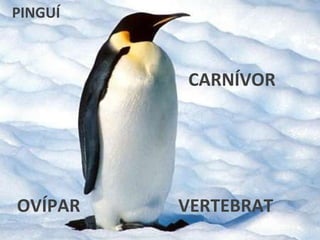 VERTEBRAT CARNÍVOR OVÍPAR PINGUÍ 