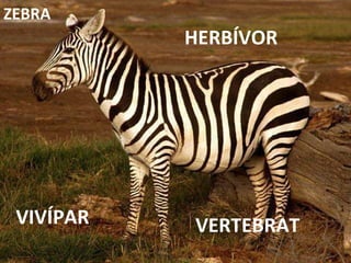 VERTEBRAT HERBÍVOR VIVÍPAR ZEBRA 