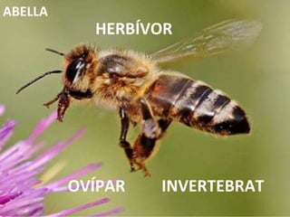 INVERTEBRAT HERBÍVOR OVÍPAR ABELLA 