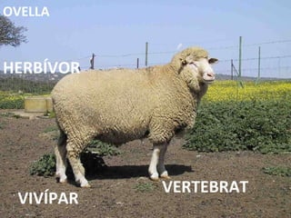 VERTEBRAT HERBÍVOR VIVÍPAR OVELLA 