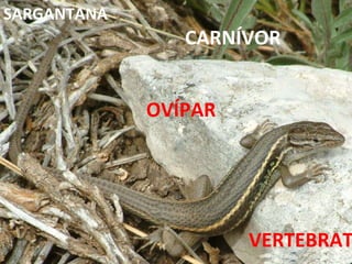 VERTEBRAT CARNÍVOR OVÍPAR SARGANTANA 